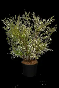 spiraea thunbergii (60- 80cm) - afbeelding 5
