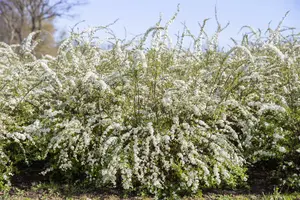 spiraea thunbergii (60- 80cm) - afbeelding 5