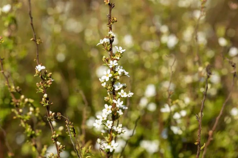 spiraea thunbergii (60- 80cm) - afbeelding 2