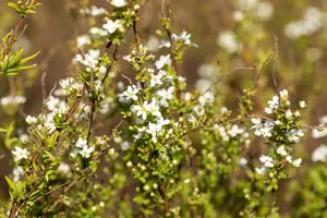 spiraea thunbergii (60- 80cm) - afbeelding 3