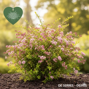 Spiraea thunbergii 'Fujino Pink' C3 (40- 60)