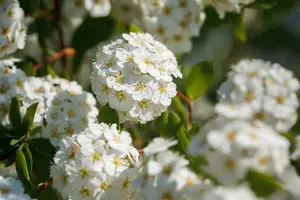 Spiraea vanhouttei 125-150   C20 - afbeelding 4