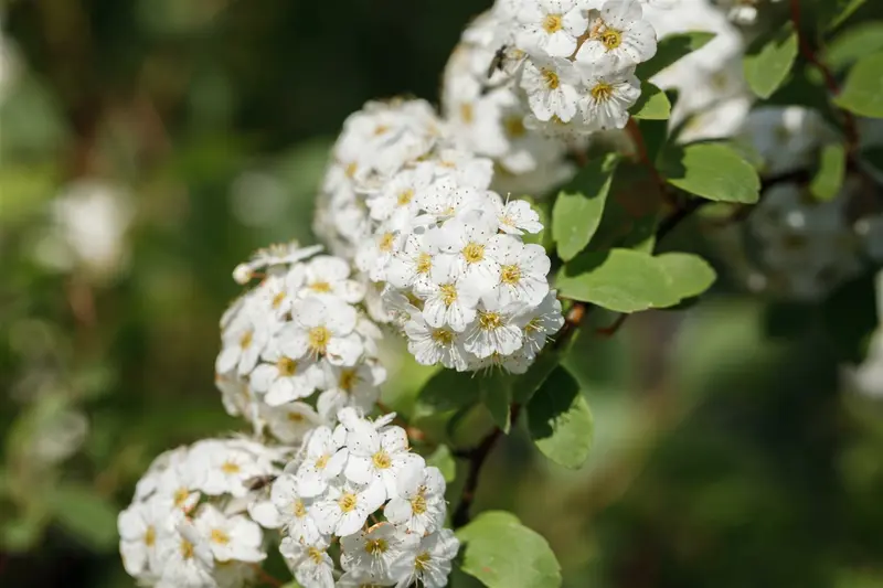 Spiraea vanhouttei 125-150   C20 - afbeelding 5