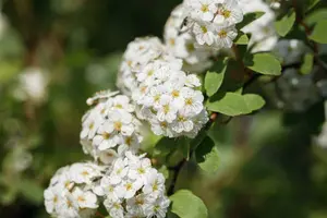 Spiraea vanhouttei 125-150   C20 - afbeelding 5