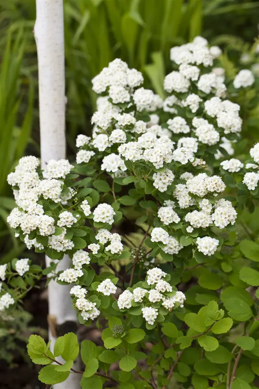 spiraea vanhouttei (80-100 cm) C10 - afbeelding 2