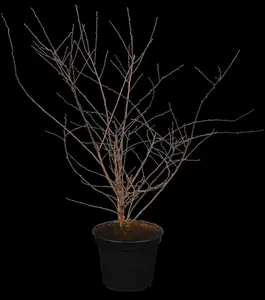 spiraea vanhouttei (80-100 cm) C10 - afbeelding 5