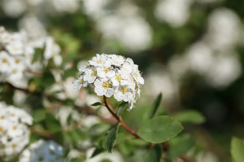 spiraea vanhouttei (80-100 cm) C10 - afbeelding 4