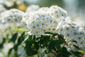 spiraea vanhouttei (80-100 cm) C10 - afbeelding 5