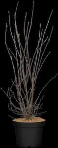 spiraea vanhouttei (80-100 cm) C10 - afbeelding 3