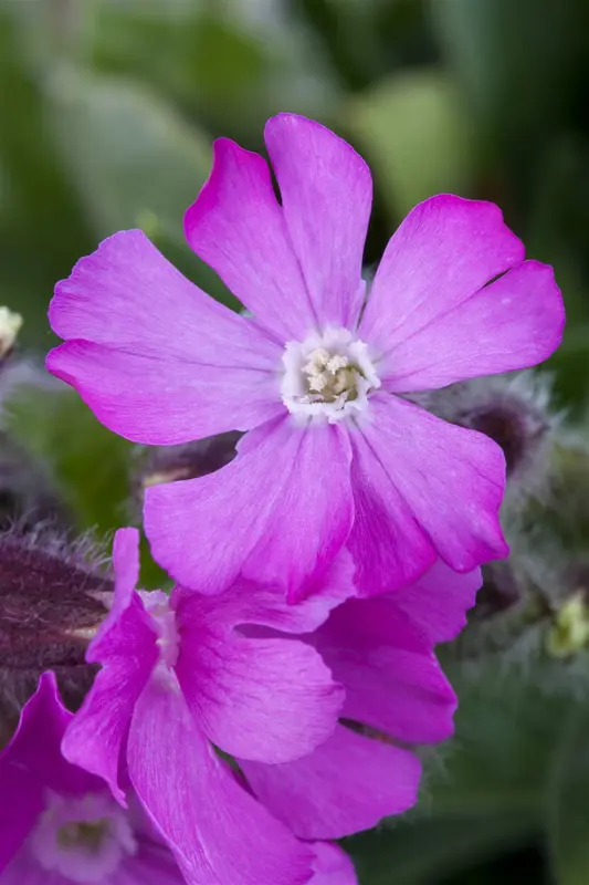 silene schafta 'splendens' P9