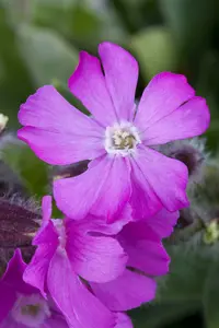 silene schafta 'splendens' P9