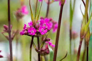 lychnis visc. 'splendens' P9