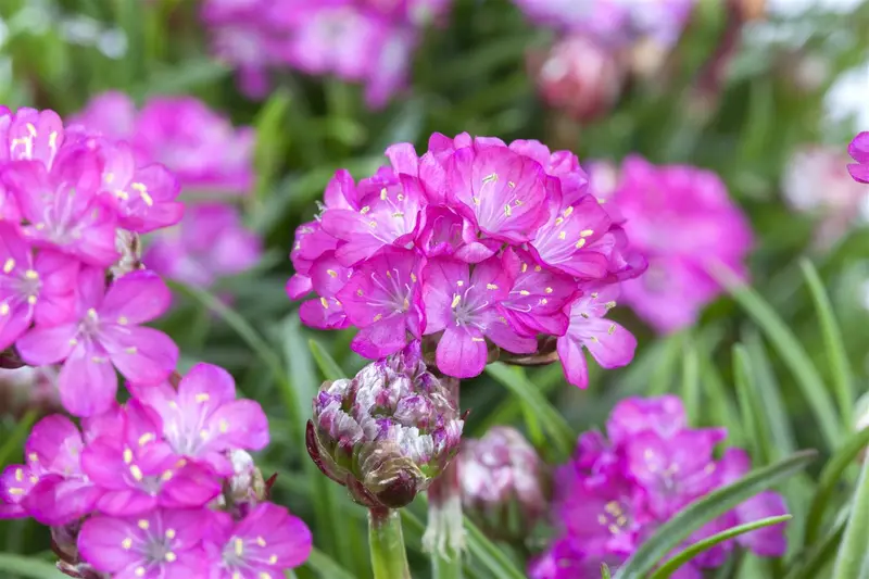 Armeria mar. 'Splendens' P9