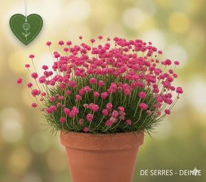 Armeria maritima 'Splendens Perfecta' P11