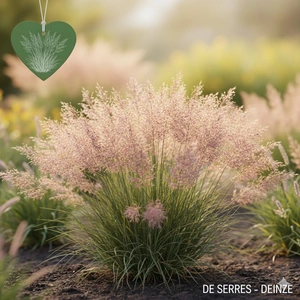 Sporobolus airoides 'JS Delicatesse' P9