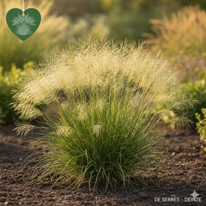 Sporobolus airoides P9