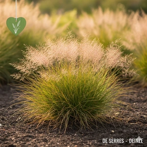 Sporobolus heterolepis 'Cloud' P9