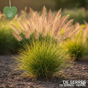 Sporobolus heterolepis P11