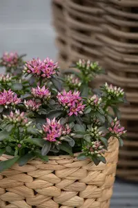 Spot On™ Deep Rose - afbeelding 1