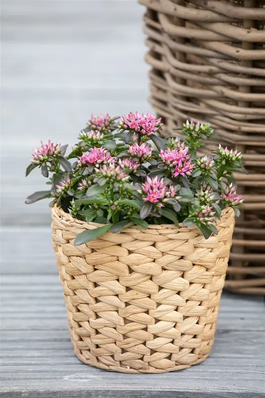 Spot On™ Deep Rose - afbeelding 3