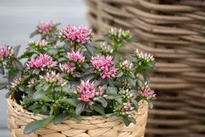 Spot On™ Deep Rose - afbeelding 2