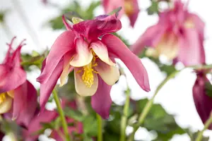 Spring Magic® Rose & Ivory - afbeelding 1