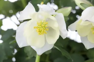 Spring Magic® White - afbeelding 7