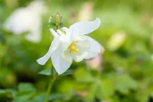 Spring Magic® White - afbeelding 3