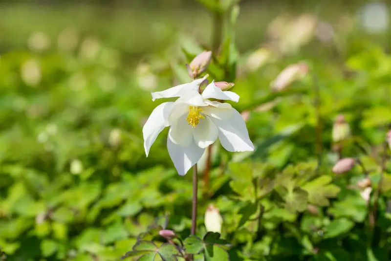 Spring Magic® White - afbeelding 2