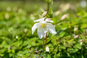 Spring Magic® White - afbeelding 2