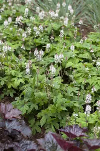 tiarella hybr. 'spring symphony'® P9 - afbeelding 5