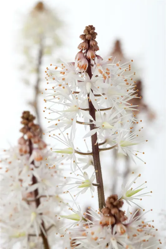 tiarella hybr. 'spring symphony'® P9 - afbeelding 3