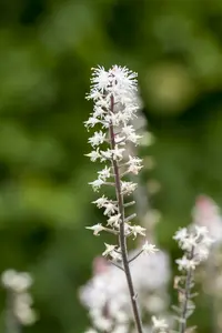tiarella hybr. 'spring symphony'® P9 - afbeelding 5