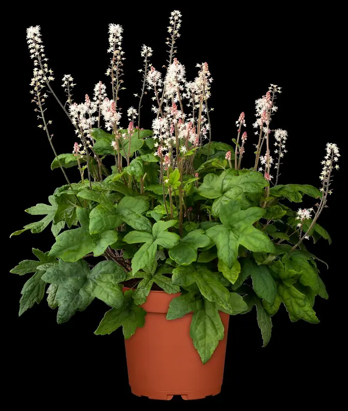 tiarella hybr. 'spring symphony'® P9 - afbeelding 4