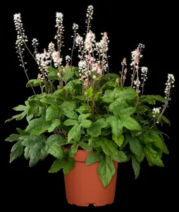 tiarella hybr. 'spring symphony'® P9 - afbeelding 4
