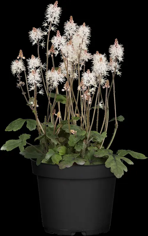 tiarella hybr. 'spring symphony'® P9 - afbeelding 2