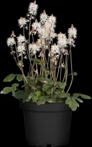 tiarella hybr. 'spring symphony'® P9 - afbeelding 2