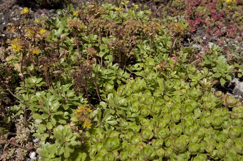 sedum spurium P9 - afbeelding 1
