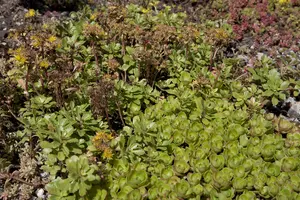 sedum spurium P9 - afbeelding 5
