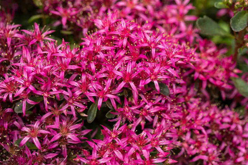 sedum spurium P9 - afbeelding 5