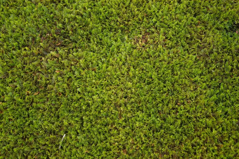 leptinella squalida P9 - afbeelding 1