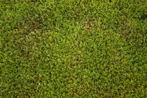 leptinella squalida P9 - afbeelding 2