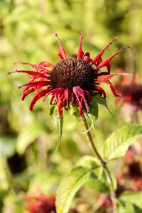 monarda hybr. 'squaw' P9 - afbeelding 1