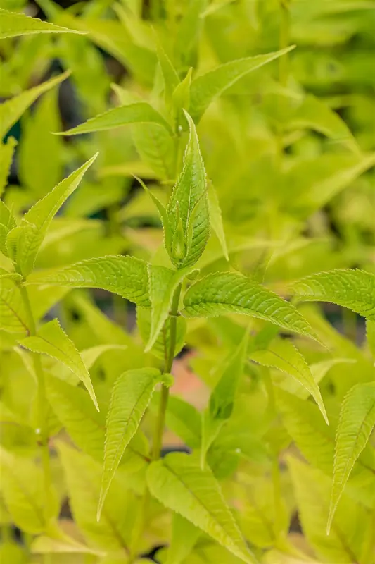 monarda hybr. 'squaw' P9 - afbeelding 4