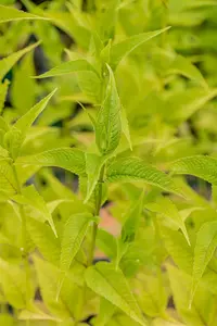 monarda hybr. 'squaw' P9 - afbeelding 4