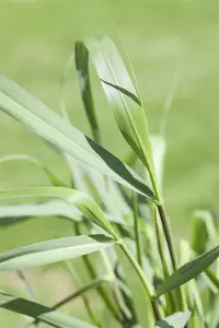 panicum virg. 'squaw' P9 - afbeelding 5
