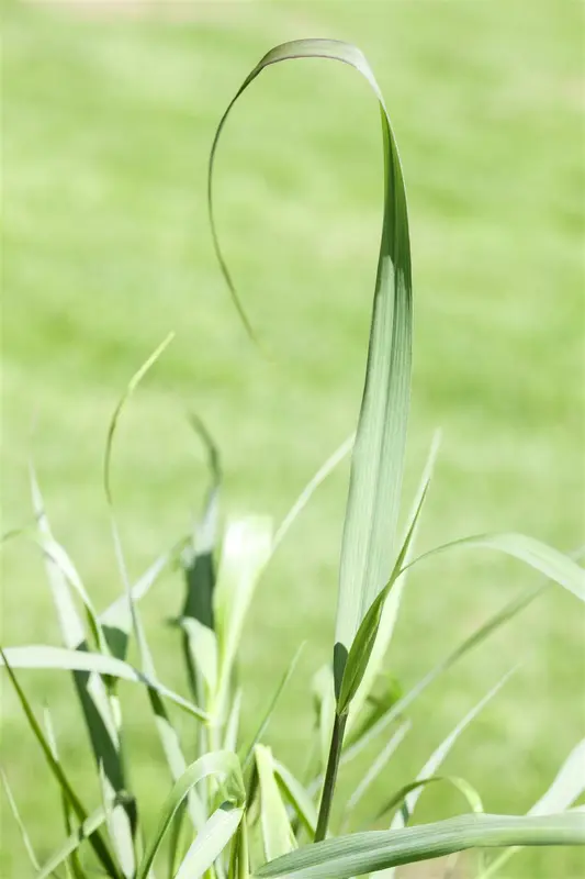panicum virg. 'squaw' P9 - afbeelding 2