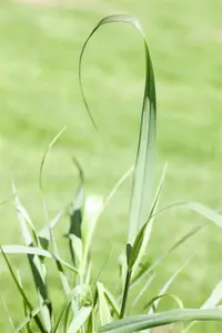 panicum virg. 'squaw' P9 - afbeelding 2