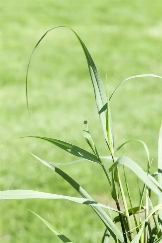 panicum virg. 'squaw' P9 - afbeelding 3