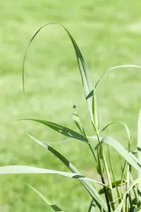 panicum virg. 'squaw' P9 - afbeelding 3